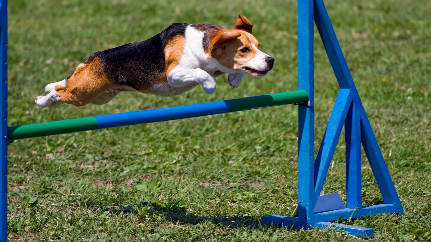 Beagle flying over an obstacle hurdle