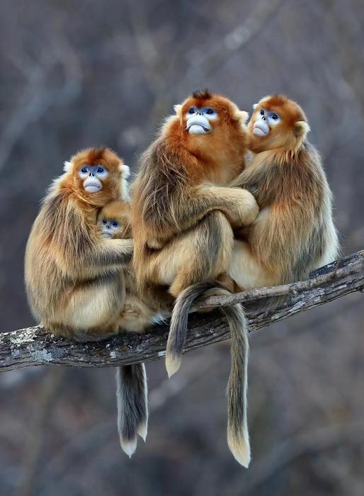 A group of golden snub nosed monkeys consisting of three larger monkeys and one baby. 