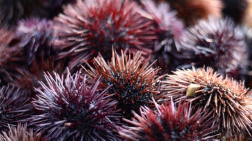 These urchin-eating sea stars might be helping us reduce carbon levels