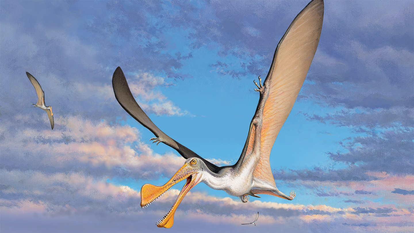 An artist’s reconstruction of an Australian pterosaur flying with a large wingspan.
