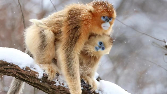 Chilly climates may have forged stronger social bonds in some primates