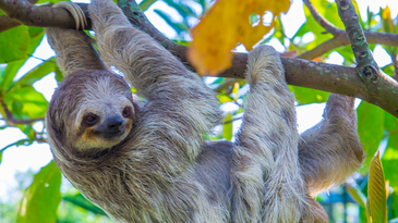 Sloth schedules are surprisingly flexible